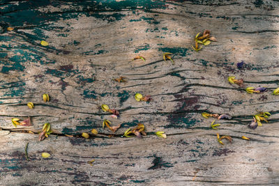 Full frame shot of wooden plank with flower petal