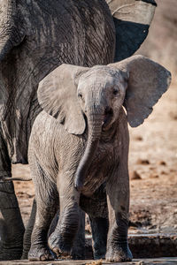 Close-up of elephant