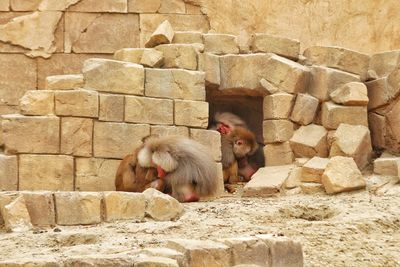 Baboons sleeping against rocks at zoo