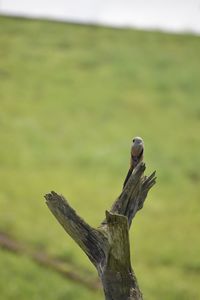 Close-up of bird perching on wood