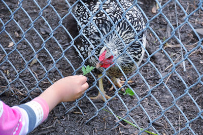 Close- up of a human hand feeding chicken