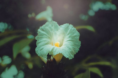 Close-up of yellow flowering plant