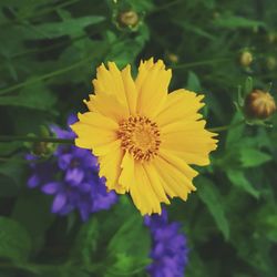 Close-up of yellow flower