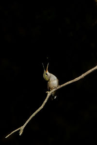Bird perching on leaf at night
