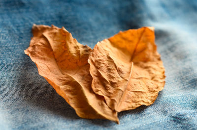 Close-up of dried autumn leaf on table