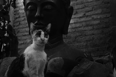 Portrait of cat looking at camera