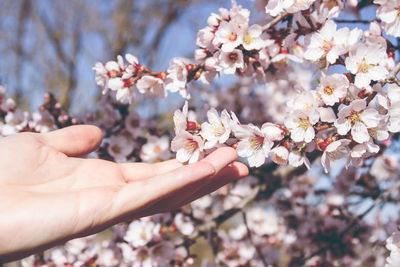 Close-up of hand touching cherry blossoms