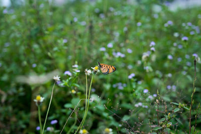 Butterfly perching on flower