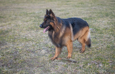 Dog running on field