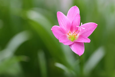 Close-up of pink flower