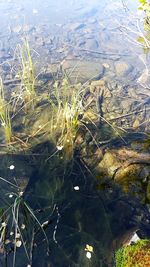 High angle view of plants in lake