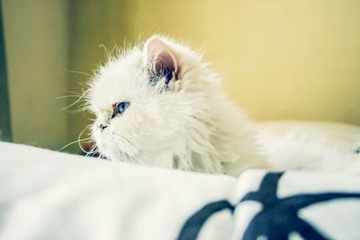 Cat relaxing on bed at home