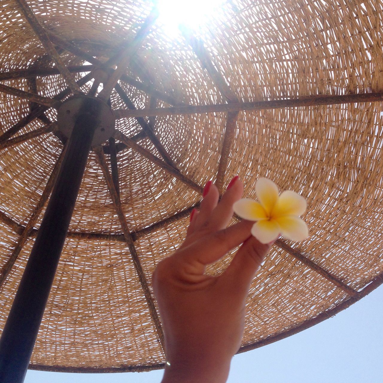 flower, person, holding, sunlight, fragility, lifestyles, freshness, sun, sunbeam, part of, petal, leisure activity, flower head, cropped, day, personal perspective