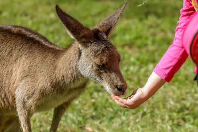 Close-up of hand touching deer on field