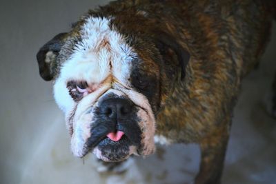 Close-up portrait of english bulldog