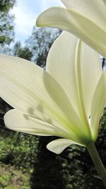 Close-up of white flowers