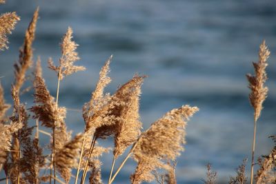 Close-up of cattail against water  background