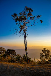 Silhouette tree against sky during sunset