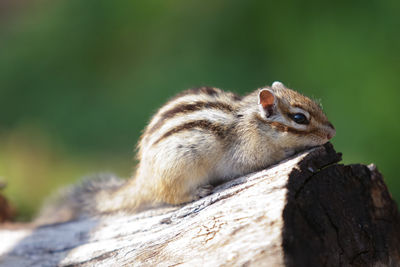 Close-up of squirrel on wood