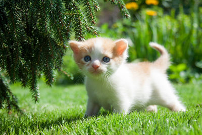 Portrait of kitten in grass