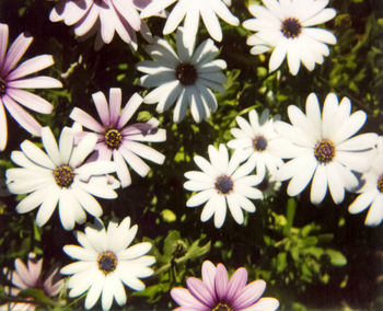 Close-up of white daisy blooming outdoors