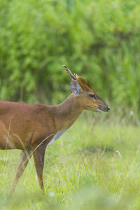 Side view of deer on field