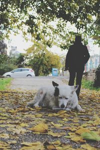 Dog on road amidst trees during autumn
