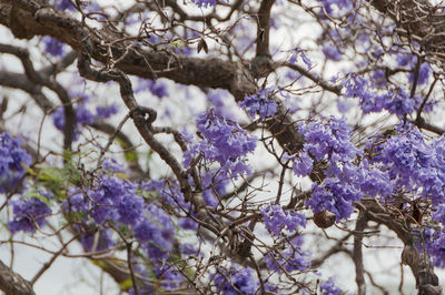 Purple jacaranda tree flowers, blossoms floral nature background