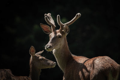 Deer in a field