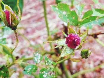 Close-up of pink rose growing on plant