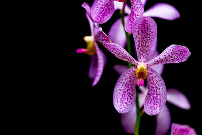 Close-up of pink orchids against black background