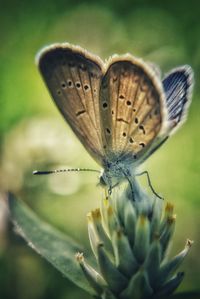 Close-up of butterfly pollinating on flower