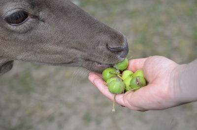 Midsection of person eating food