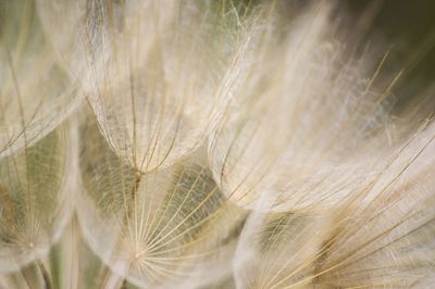 Full frame shot of wheat field