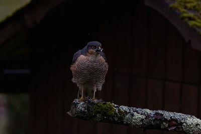 Close-up of owl perching on rock