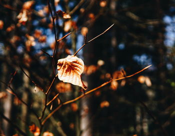 Close-up of wilted flower