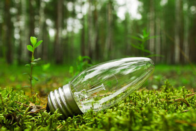 A light bulb in a forest on the grass.