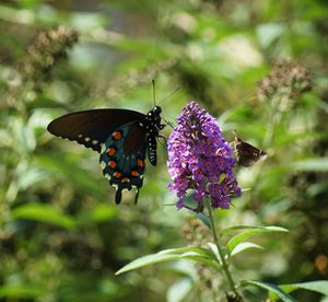 Close-up of butterfly pollinating on flower