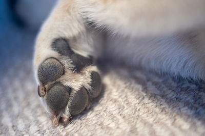 Close-up of cat sleeping