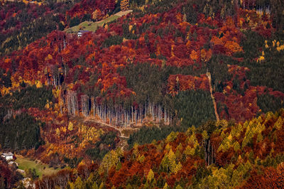 Autumn trees in forest