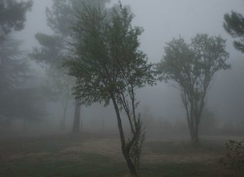 Trees in foggy weather