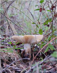 Close-up of mushroom in tree