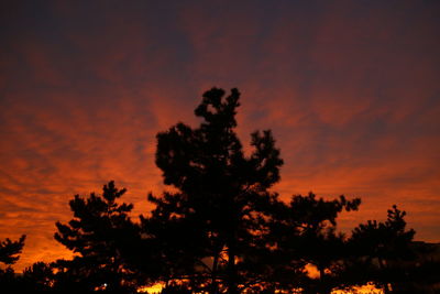 Low angle view of silhouette tree against orange sky