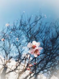 Cherry blossoms in spring