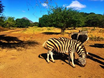 Ostrich and zebras on dirt road against sky