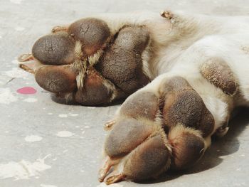 High angle view of rabbit sleeping