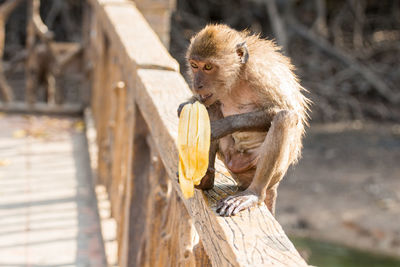 Monkey eating banana on wooden railing