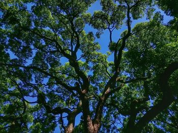 Low angle view of trees