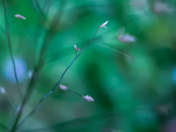 Close-up of flowering plant