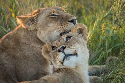 Lionesses relaxing on field